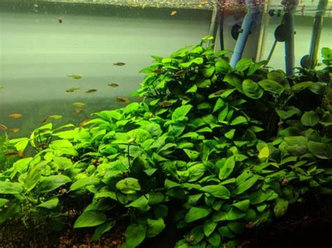 12 Best Coldwater Aquarium Plants