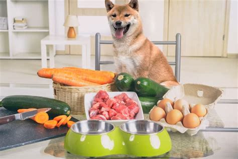 How Much Food Should I Feed My Shiba Inu? - My First Shiba Inu