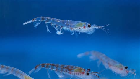 First World Krill Day Celebrates Key to Southern Ocean Food Web | The ...