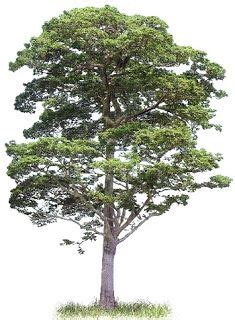 Arbol Nacional de Nicaragua. Nombre Científico: Calycophyllum candidissimum. Nombre Común ...