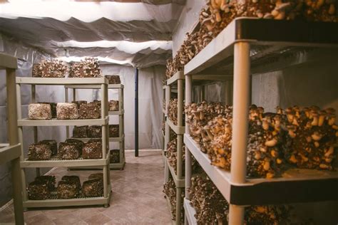 Commercial Mushroom Cultivation Online Class | Permaculture Education ...