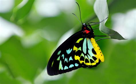 Australia’s biggest butterfly is fooled by toxic plants - Australian ...