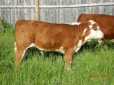 Mini Hereford calf. I want one! | Jersey cow, Mini hereford, Cattle