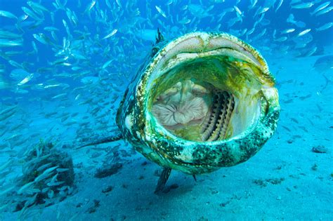 Swimming with Super Grouper | Hakai Magazine