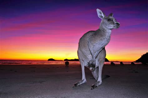 Cape Hillsborough: A Beautiful Sunrise with the Kangaroos - Travel Photography