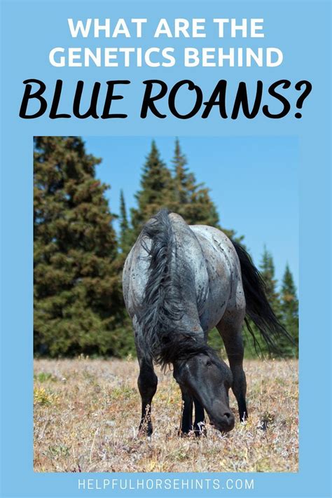 Blue Roan Horse Color Genetics with Photos and Descriptions | Blue roan horse, Horses, Blue roan