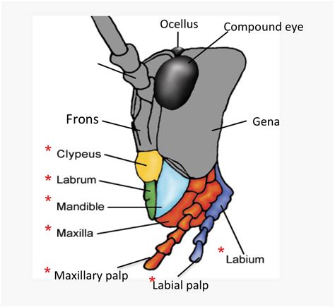 Maxilla And Mandible Insect, HD Png Download - kindpng