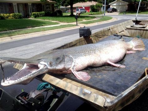 Alligator Gar – "OCEAN TREASURES" Memorial Library