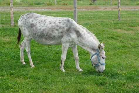 Gray Donkey Grazing in Enclosure Green Field Stock Image - Image of rural, green: 77163661