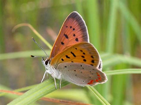 Purplish Copper — wisconsinbutterflies.org