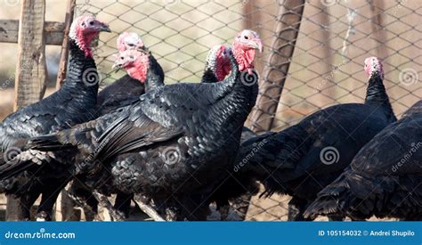 Turkey on a farm stock photo. Image of country, male - 105154032