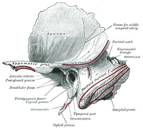 Squamotympanic fissure / Petrotympanic fissure | Skull and bones, Bones, Medical anatomy