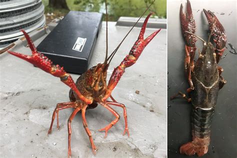 Largest Crayfish Species