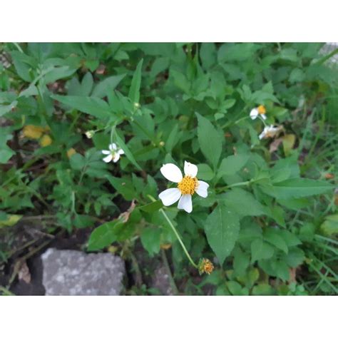 Common daisy-like plant seeds | Shopee Malaysia