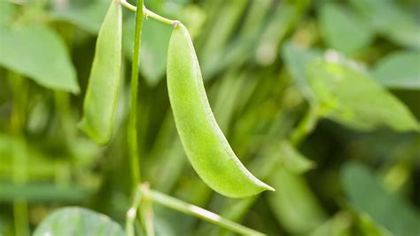 How to Grow and Harvest Lima Beans in Your Garden - 2022 - MasterClass