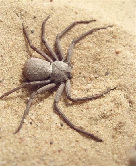 7 of the World's Most Poisonous Spiders ... | Spider, Poisonous spiders, Arachnids