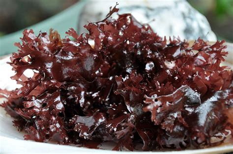 Red Algae Health Benefits And Side-Effects – Eat Algae