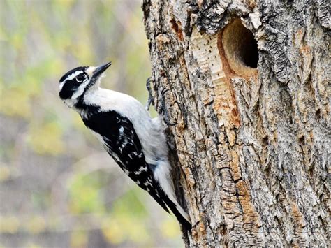 Downy Woodpecker photos and videos, All About Birds, Cornell Lab of Ornithology | Downy ...