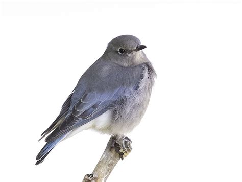 Mountain Bluebird Male - Laura Meyers Photograpy