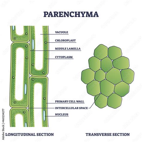 Longitudinal Section Of A Stem