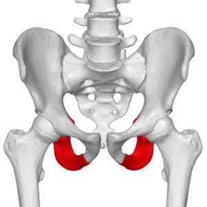 Musculoskeletal Systems Jeopardy Template