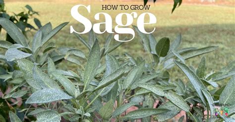 How to Plant, Grow, and Harvest Sage - The Kitchen Garten