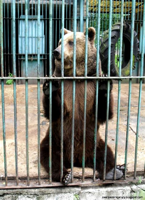 Sad Zoo Animals In Cages | Wallpapers Gallery