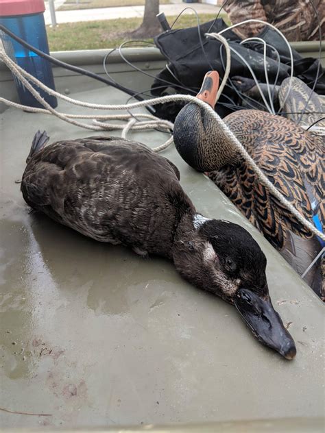 First Scoter today! Been hunting saltwater for 3 years. Only shot Buffleheads and Black Ducks ...