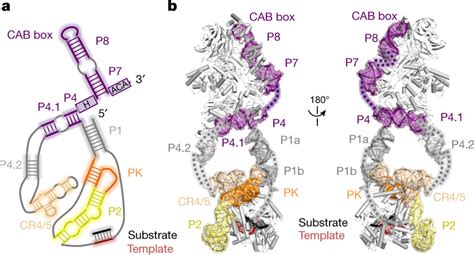 HTR structure in human telomerase holoenzyme a, Schematic of secondary ...