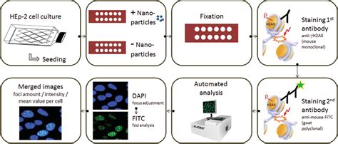 Figure 1 from An automatable platform for genotoxicity testing of nanomaterials based on the ...