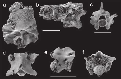 4 Bitis sp. nov. or Bitis olduvaiensis. (a-b) EP 2144/00a, braincase in ...