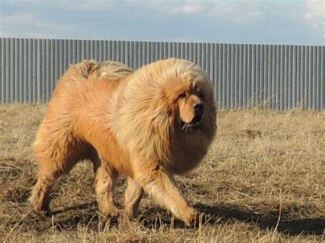 Like a lion | Tibetan mastiff, Tibetan mastiff dog, Mastiffs