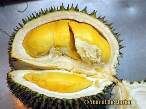 Philippine Durian Varieties - Year of the Durian