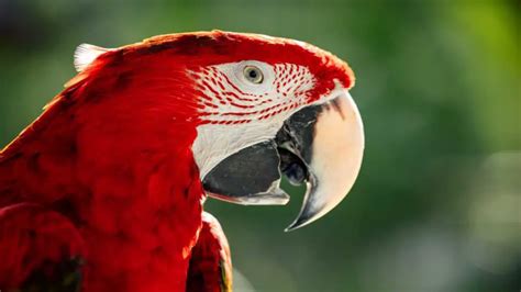 Why Is My Parrot Making Weird Noises? Understanding Your Feathered Friend's Vocalisations ...