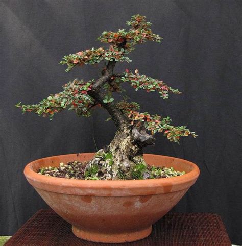 Cotoneaster Bonsai | Plantas bonsai, Bonsai, Árboles bonsai