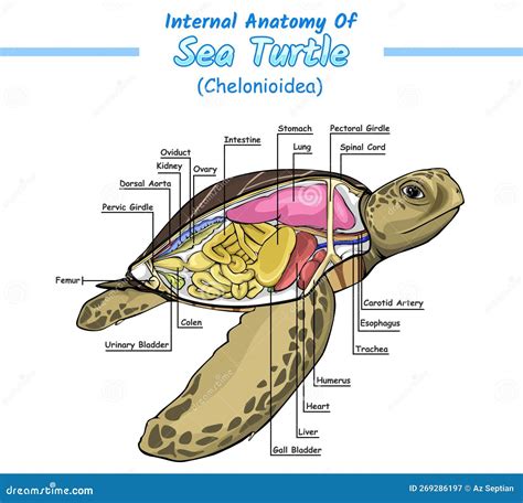 Internal Anatomy of Sea Turtle Stock Vector - Illustration of identification, turtle: 269286197