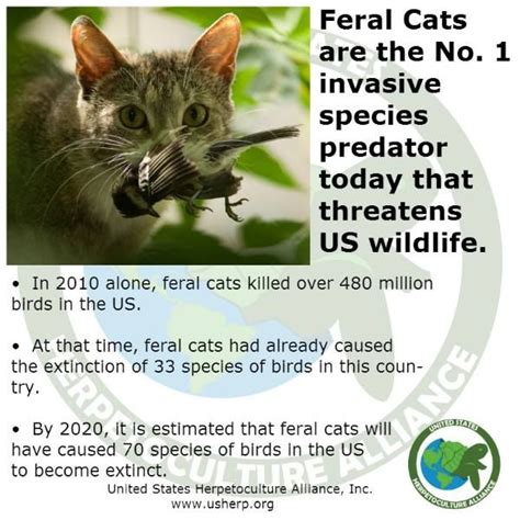 Feral Cats | Feral cats, Bird species, Invasive species