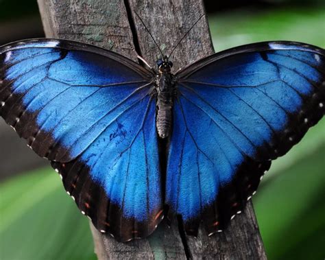 Morpho menelaus - Facts, Diet, Habitat & Pictures on Animalia.bio