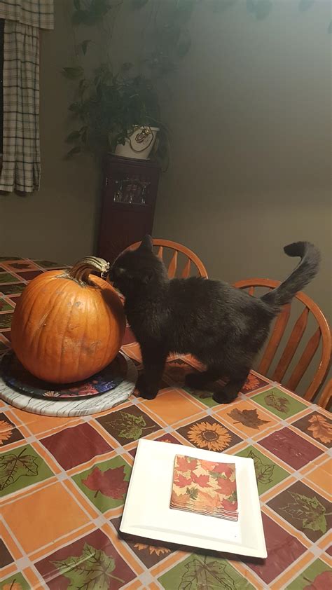 Meet My Halloween Cat MeMe! : r/cats