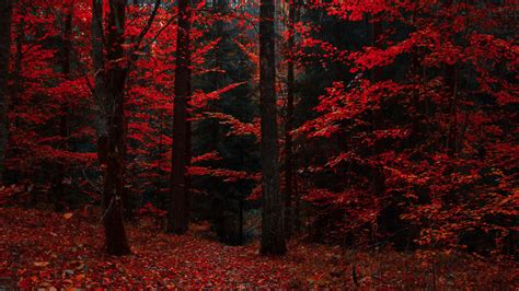 Download wallpaper 2560x1440 autumn, forest, trees, foliage, autumn ...