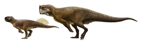 Psittacosaurus sibiricus and P. sp. (SMF R 4970) by Olorotitan on DeviantArt