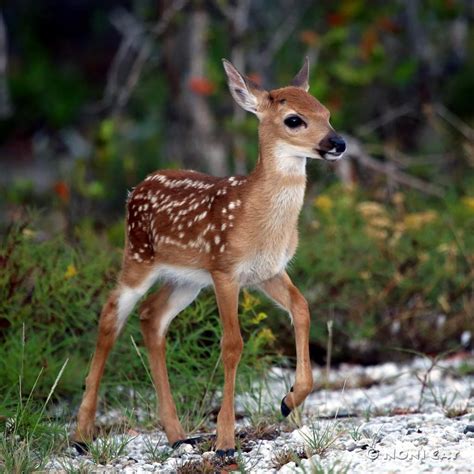 Key Deer Fawn | Noni Cay Photography