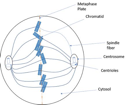 Draw a cell in metaphase if the diploid number of the organism is 8 ...