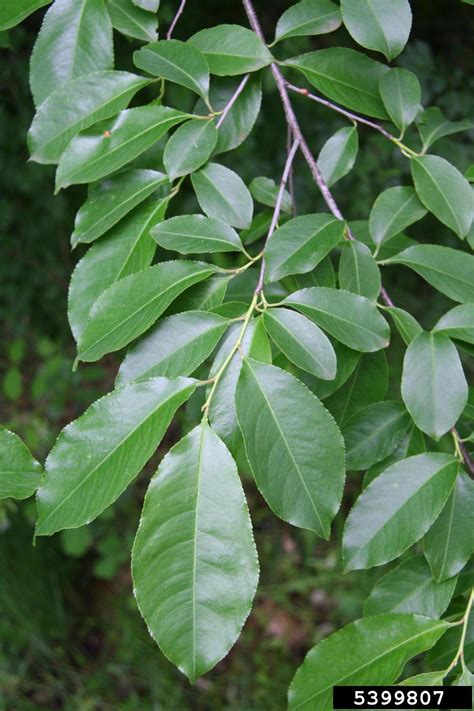 black cherry (Prunus serotina)