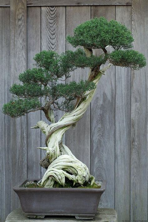 30+ Favorite Bonsai Tree Ideas For Your Garden