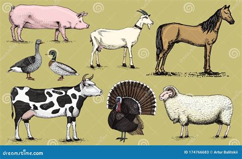 Farm Animals. Pig Goat Horse Sheep Cattle Cow Turkey Goose and Duck ...