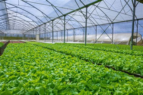 12 Pros & Cons of Hydroponic Farming | Earth.Org