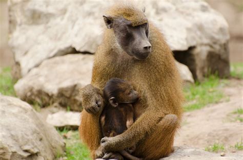 Guinea Baboons - Animals Free Stock Photo - Public Domain Pictures