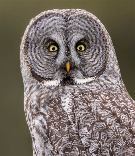 Great Gray Owl: One handsome bird - - The Adirondack Almanack