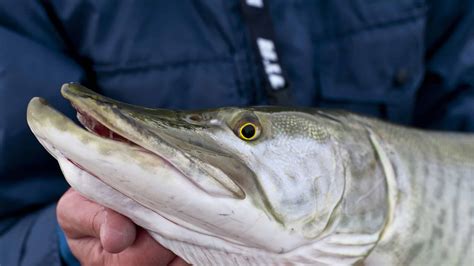 The Largest Muskellunge Ever Caught in Pennsylvania Was an Imposing ...